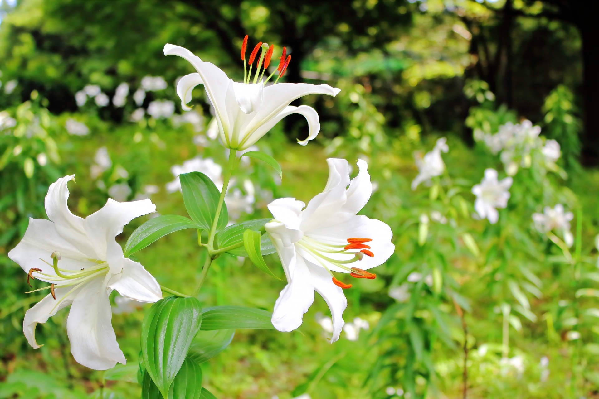 カサブランカ　花言葉