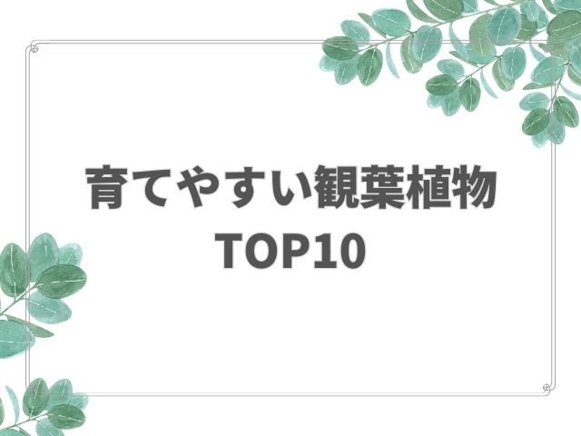 育てやすい観葉植物