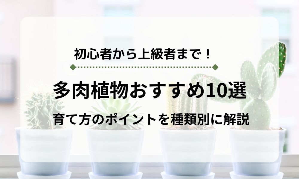 多肉植物おすすめ